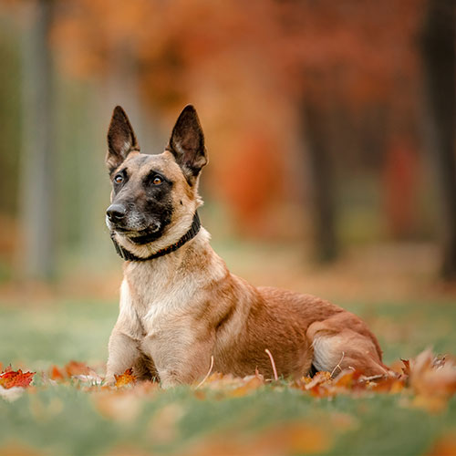 Malinois dressage de chien